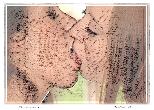 May and Julie - NFT